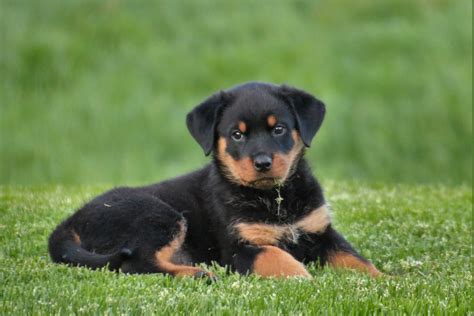Ros wailer - Rottweiler. The Rottweiler is a large, muscular dog breed with an iconic appearance that is known for its strength and loyalty. Originating from the town of Rottweil in Germany, they have a ... 